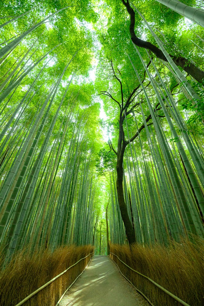 嵐山竹林小徑