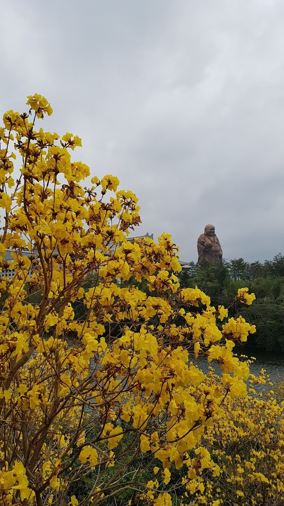 黃花前景與遠方大型彌勒佛