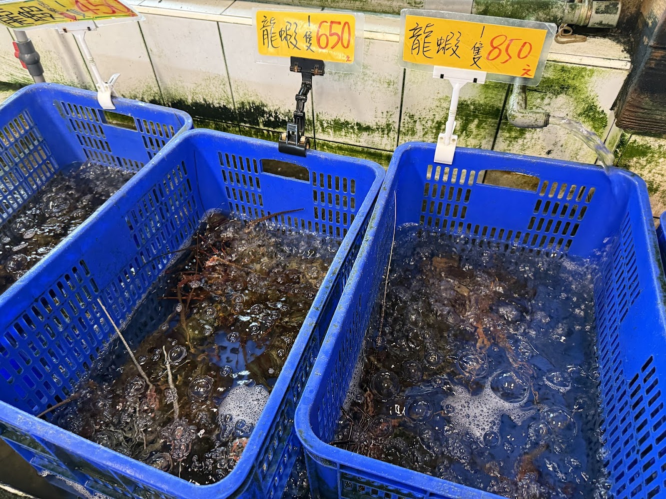 055龍蝦海鮮活龍蝦水箱