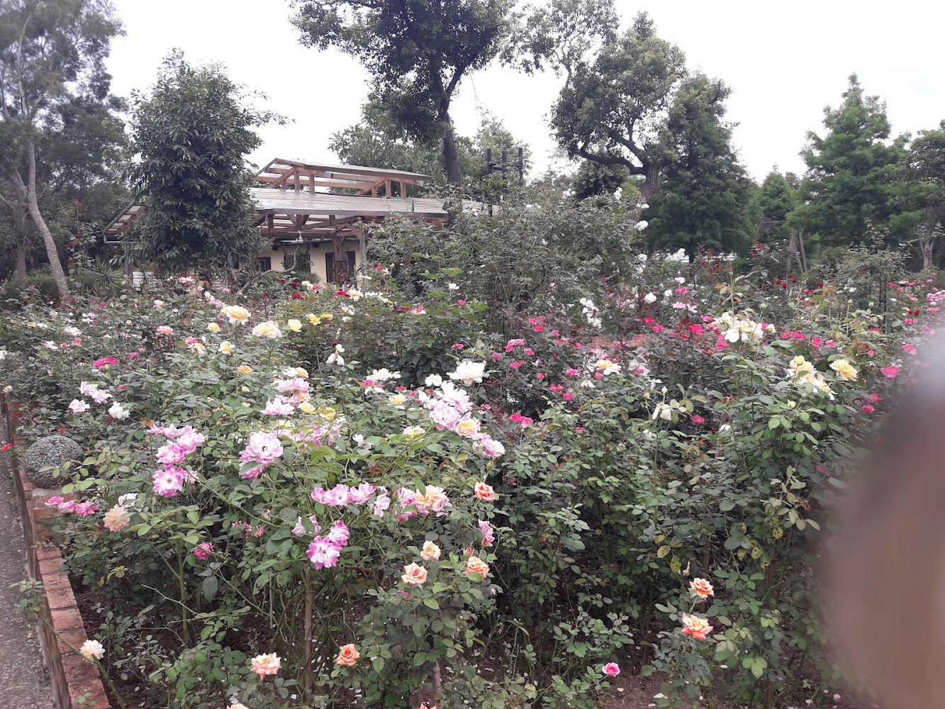 玫瑰花園盛開,背景有木造建築。