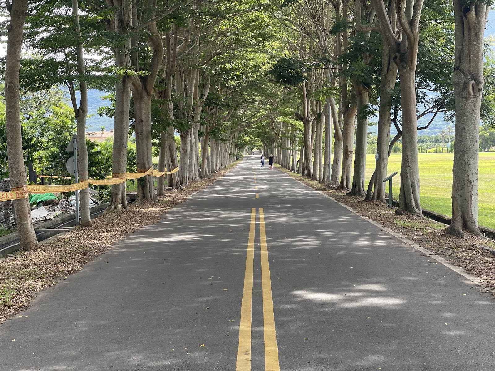 龍田綠色隧道,筆直道路兩旁高大樹木枝葉交錯形成天然拱廊