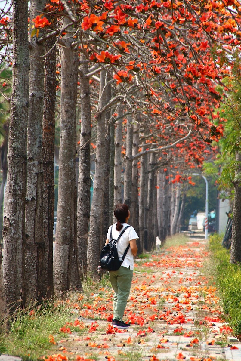 歸仁木棉花道春季盛開，行人漫步在橘紅花瓣鋪滿的步道上