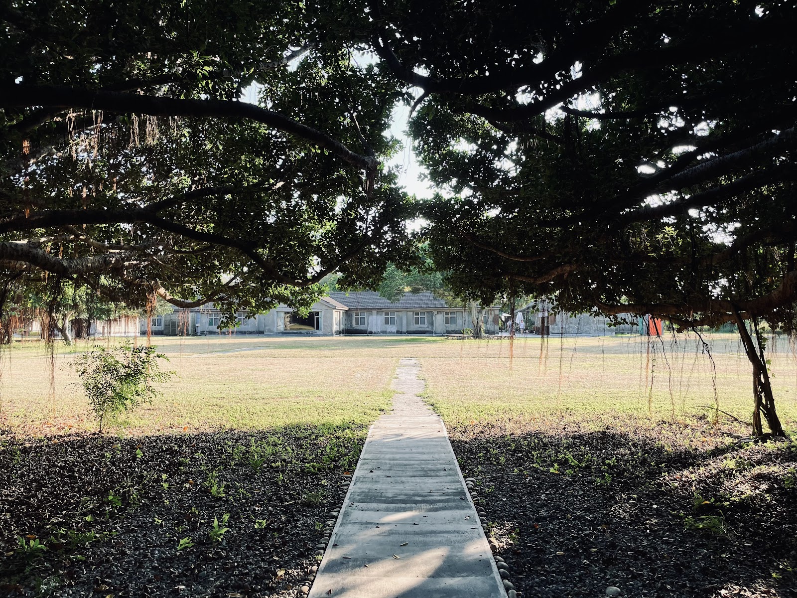 清水神社遺構石板步道，古老榕樹樹冠橫跨，陽光透過葉縫灑落，遠處日式平房建築