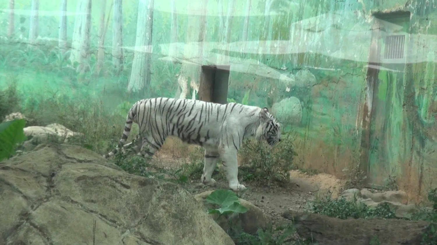 六福村野生動物王國白老虎