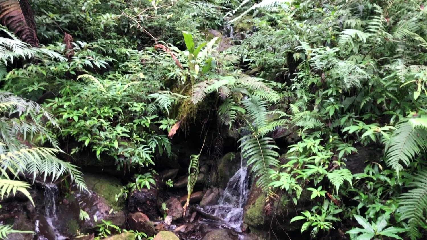 被蕨類包圍的森林溪流