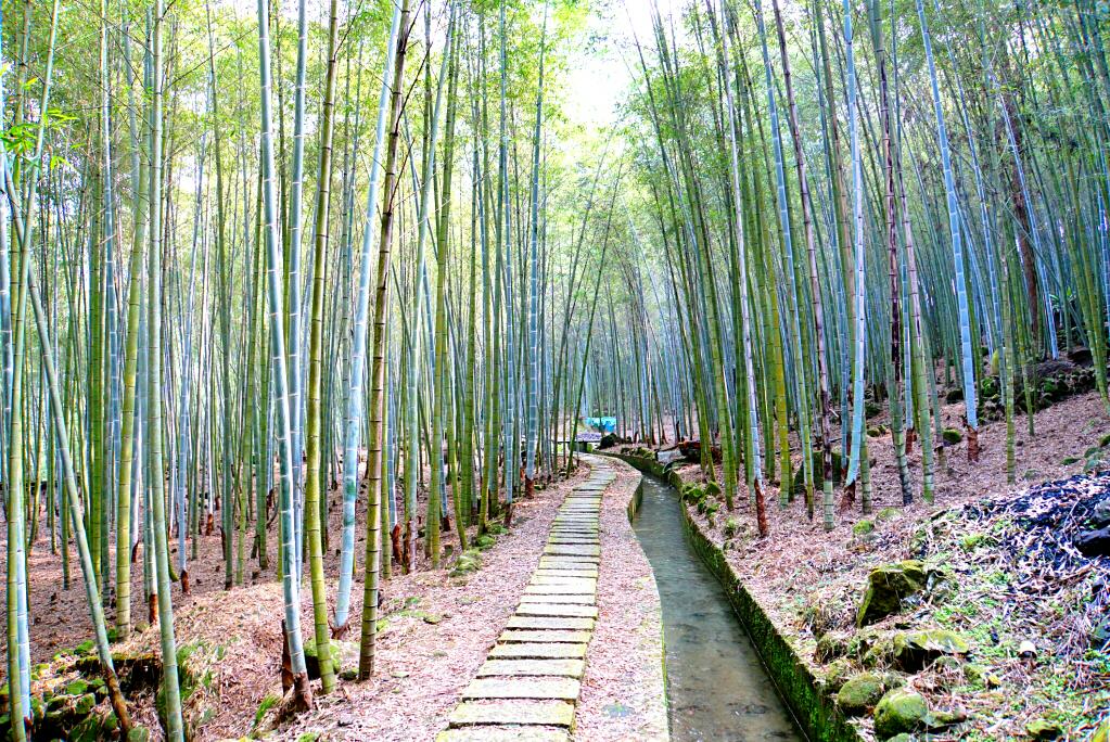 孟宗竹林古戰場石板步道穿越高聳竹林