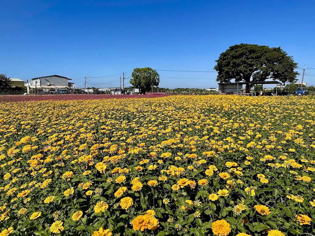 黃花田與粉色花海同框