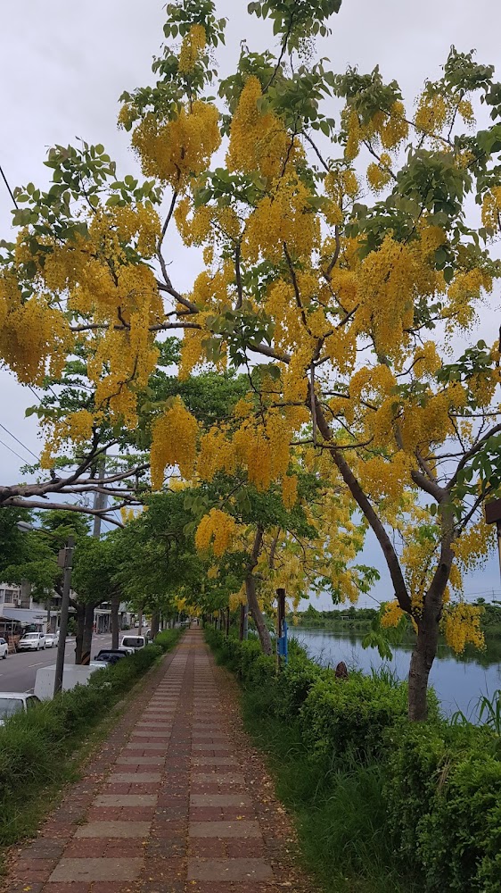 嘉南大圳排水線黃花步道