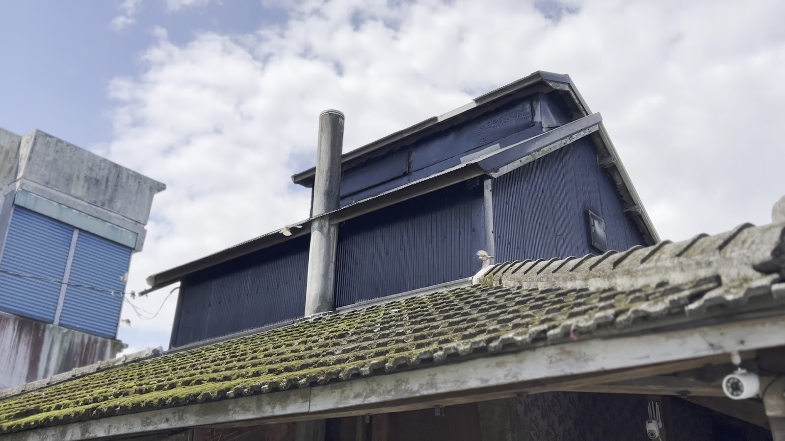 廖快菸樓黑色鐵皮煙囪特寫,苔蘚覆蓋屋瓦,花蓮鳳林歷史建築
