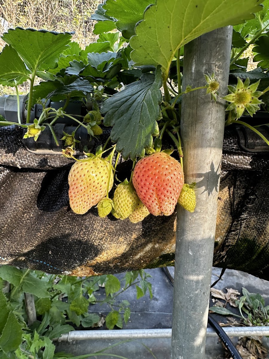 祥鶴開心農場新鮮草莓近拍，果實飽滿色澤鮮豔