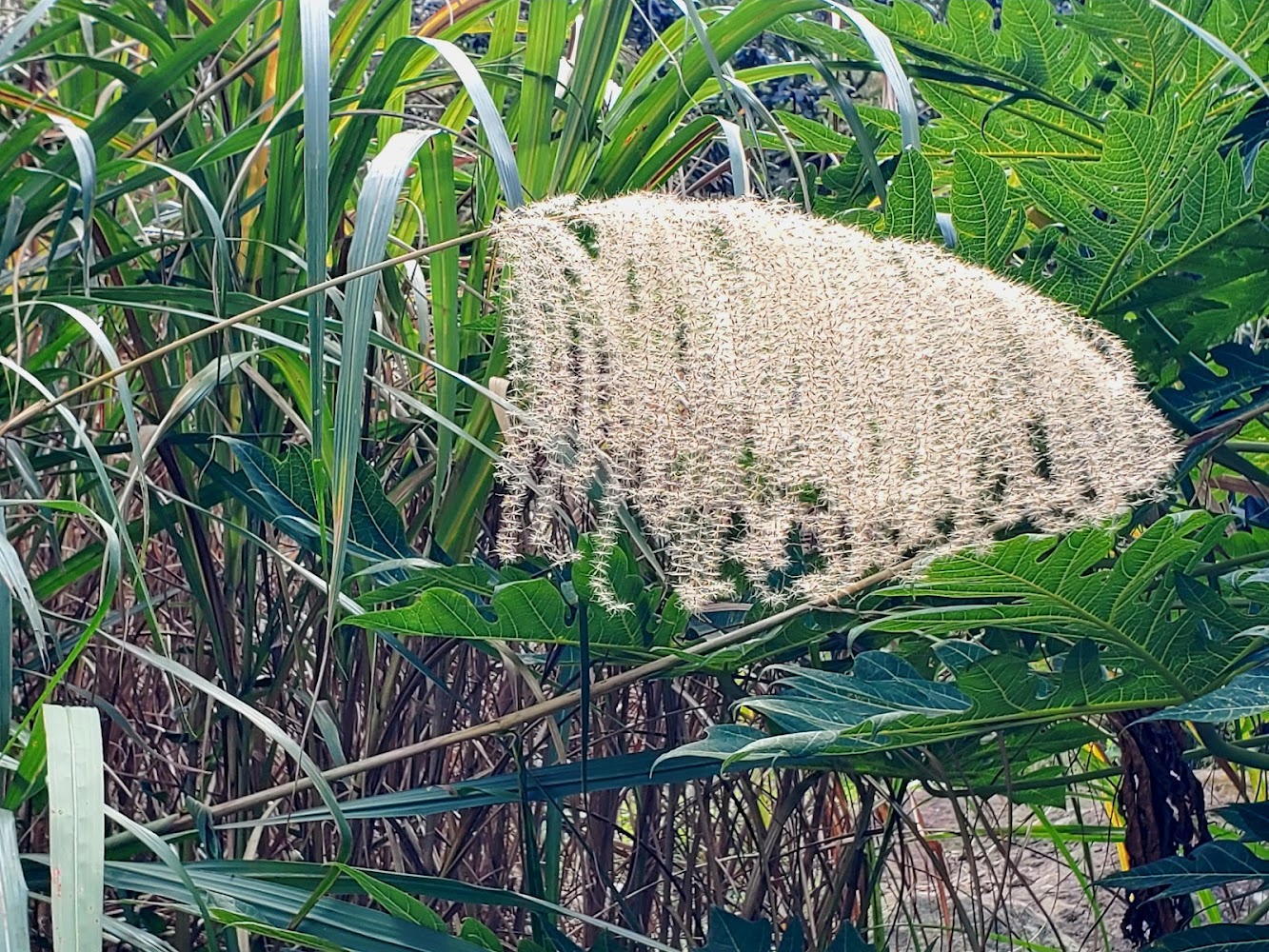 白色花絮芒草與綠色植物