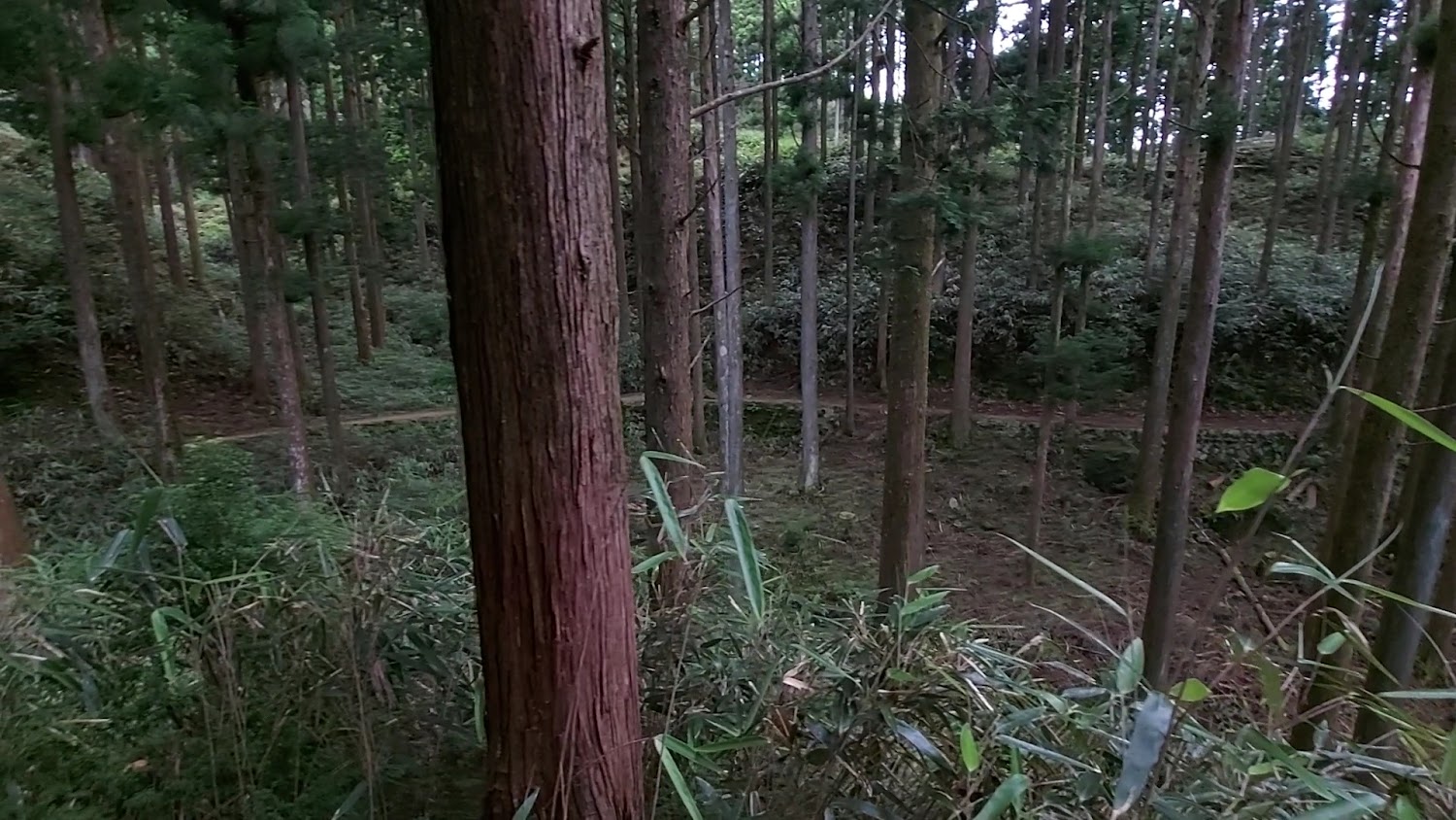 熊野古道大雲取越森林路徑