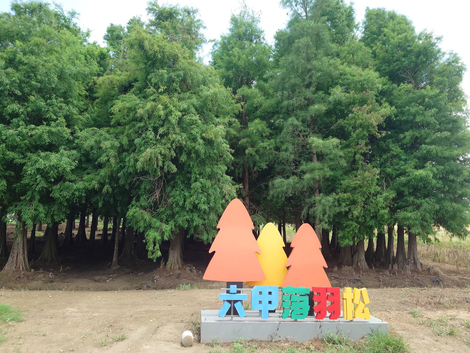 菁埔埤落羽松森林入口彩色招牌,六甲落羽松大字