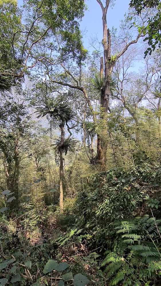 慈恩塔步道沿線森林