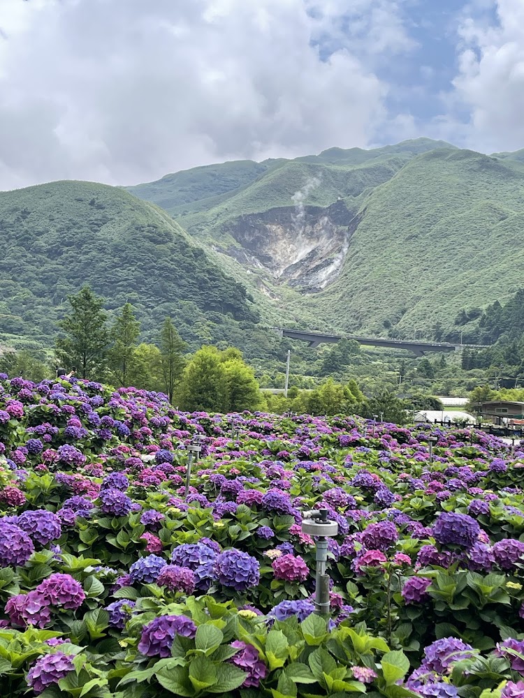 大賞園繡球花與山景