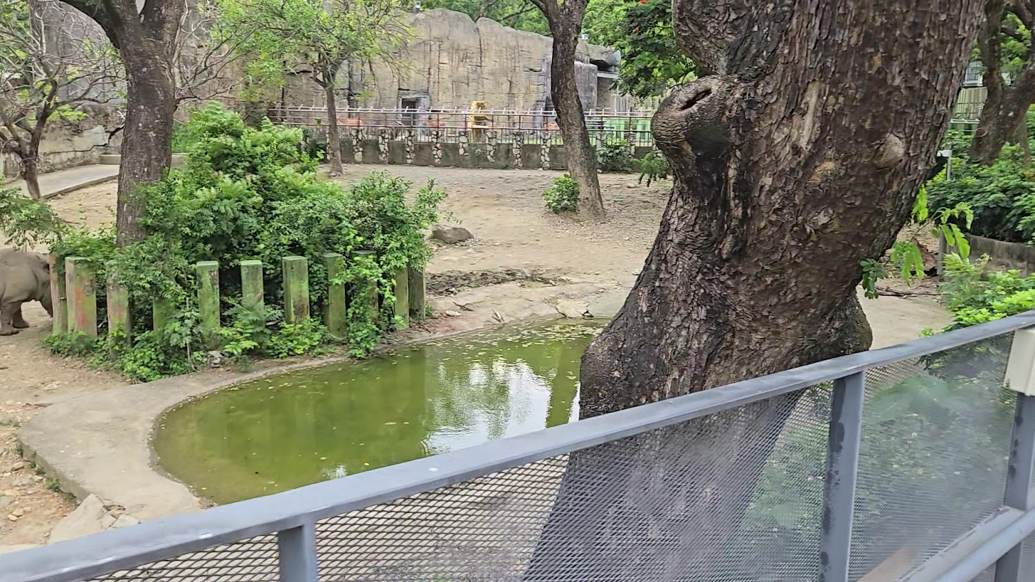 壽山動物園犀牛戶外展區與林木水池