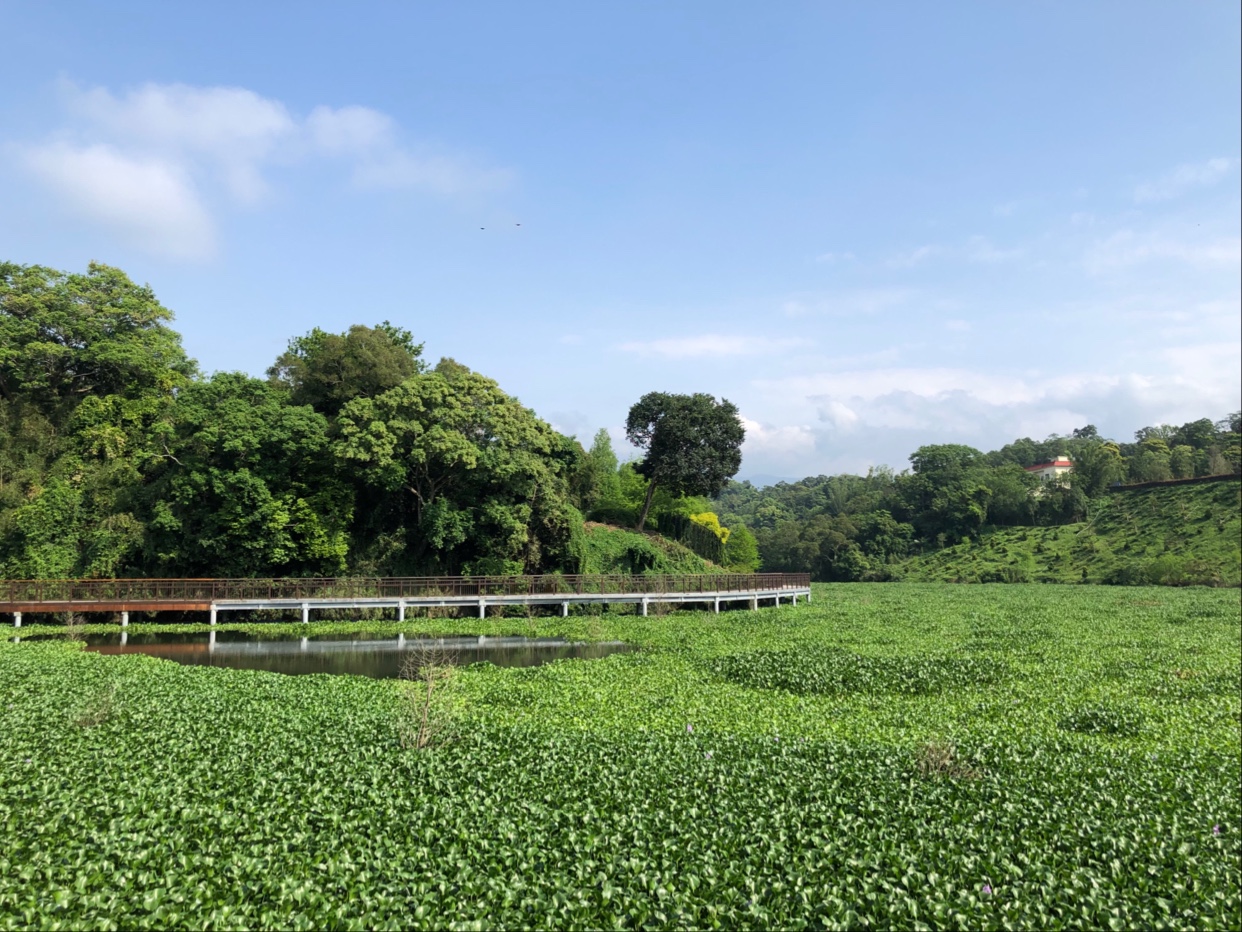濕地水池中的棧道與周邊樹林