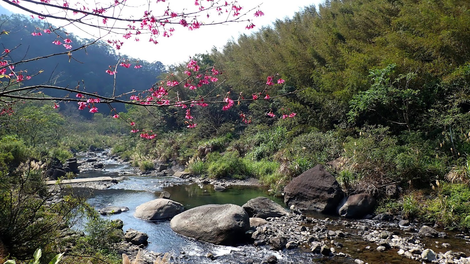 溪流大石與粉紅櫻花景色