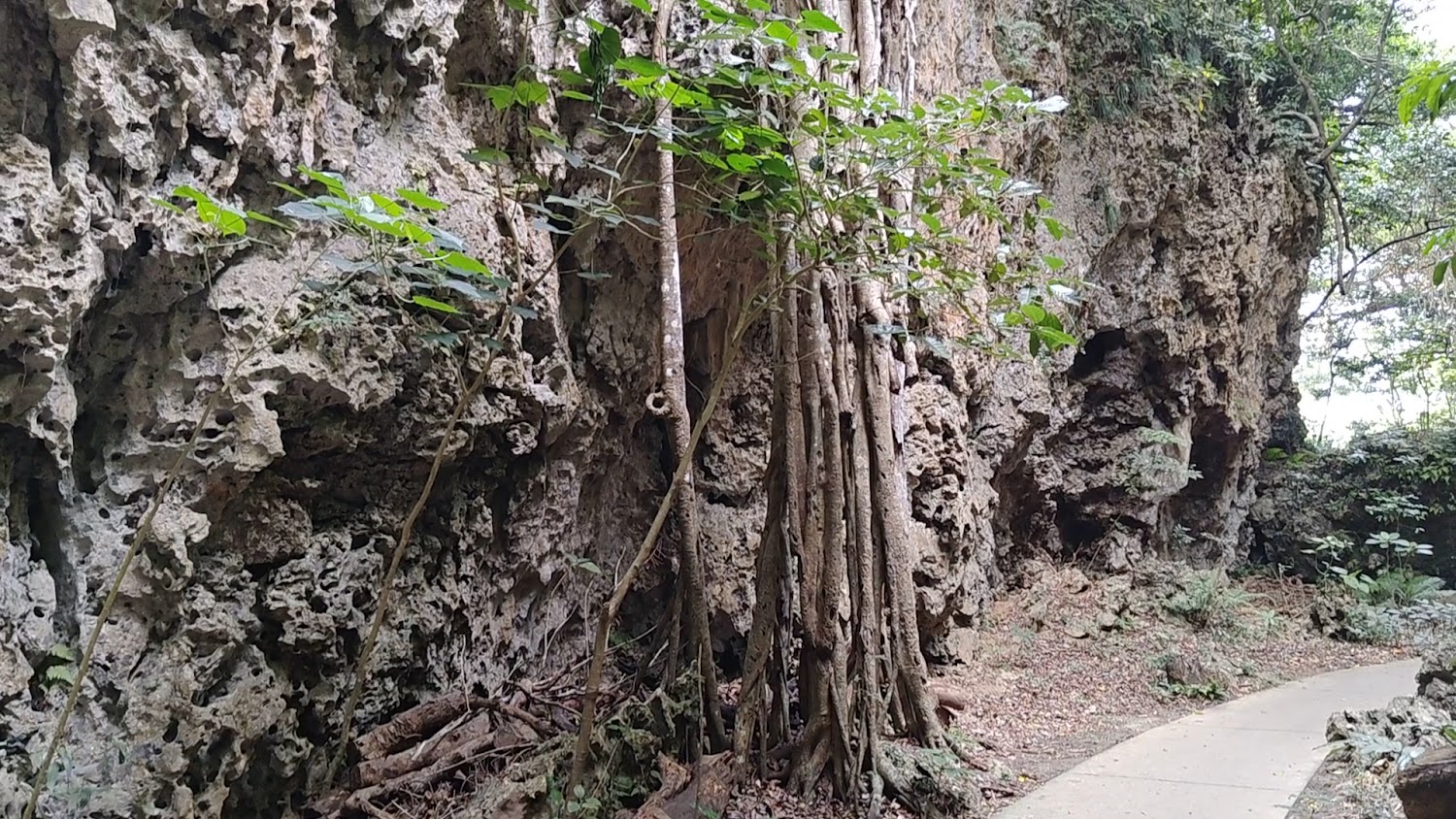 垂榕谷榕樹氣根與谷地景觀