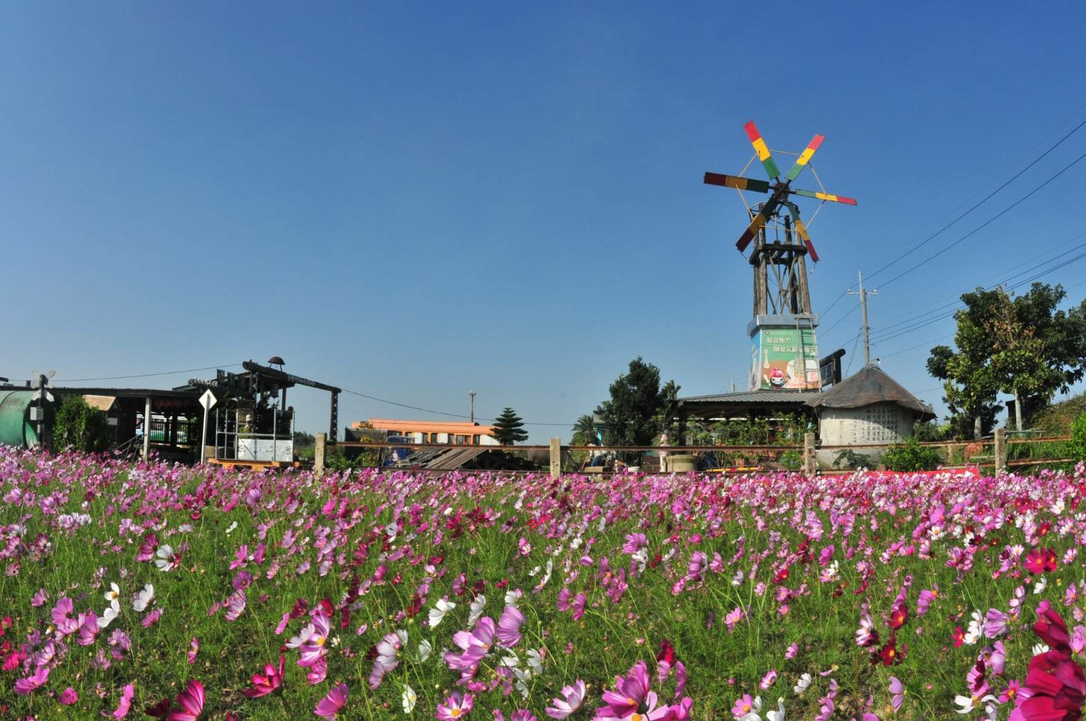 頂菜園農村博物館波斯菊花海與彩色風車，田園風情怡人