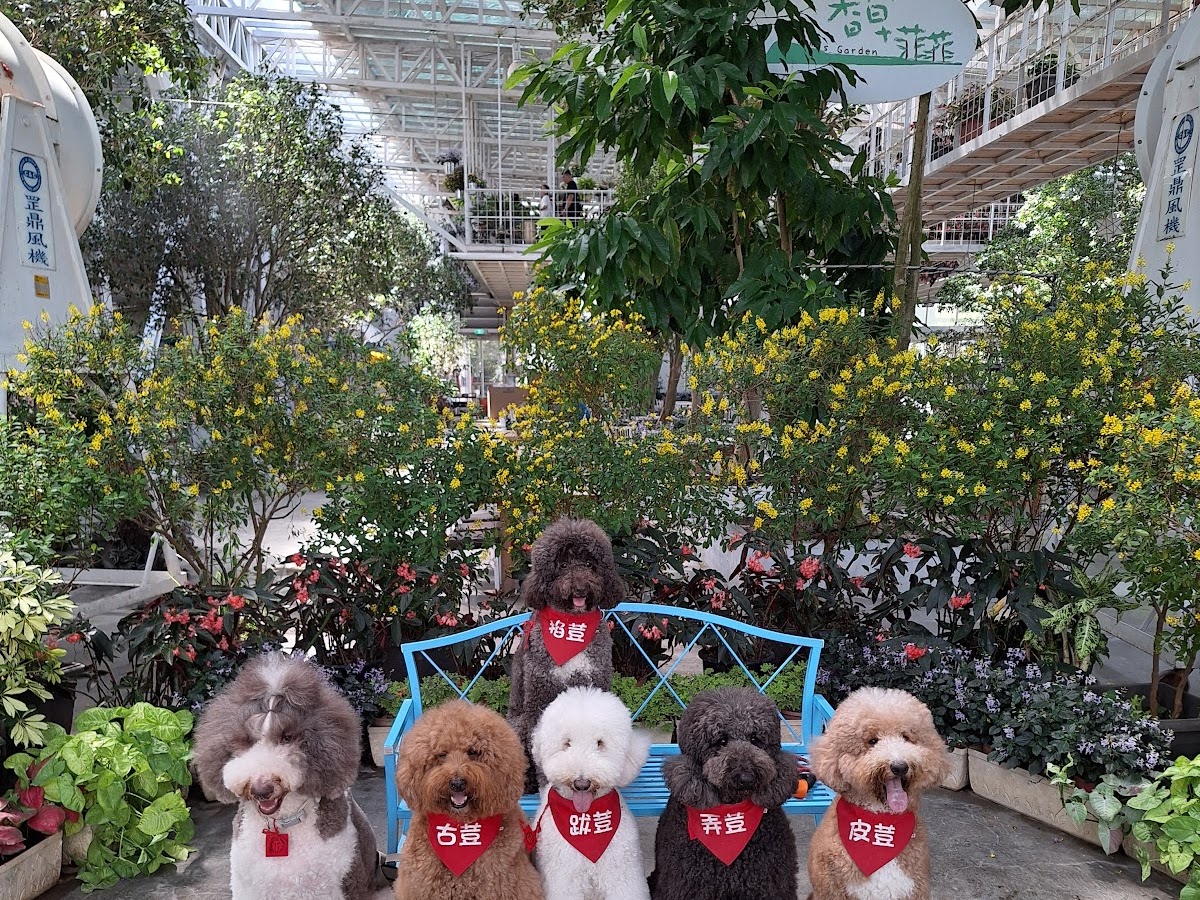 宜蘭員山香草菲菲館內可愛貴賓犬排排坐療癒