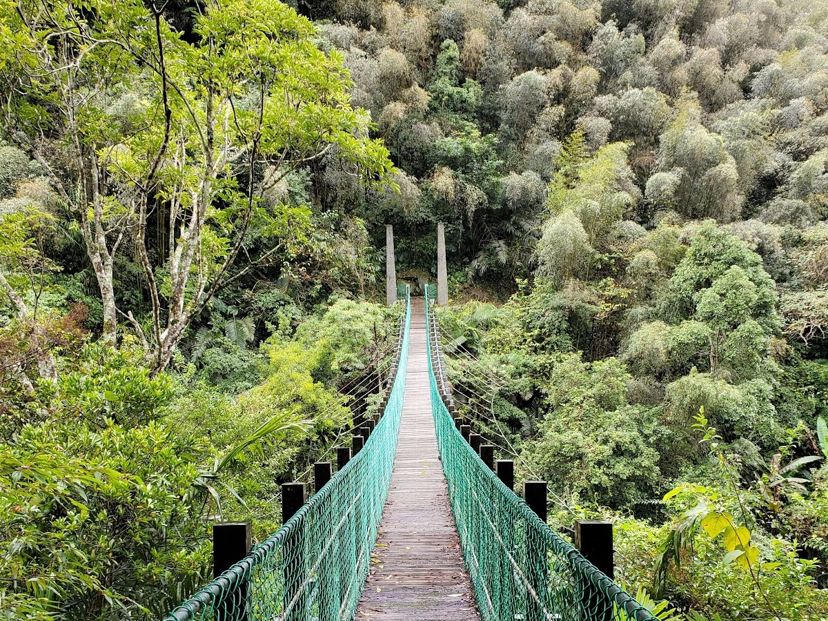 九寮溪步道森林吊橋綠色山林