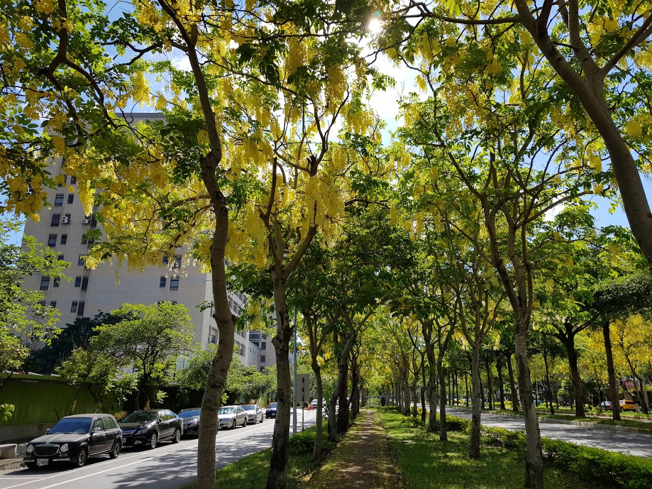 道路旁整排盛開阿勃勒與草地高樓景色