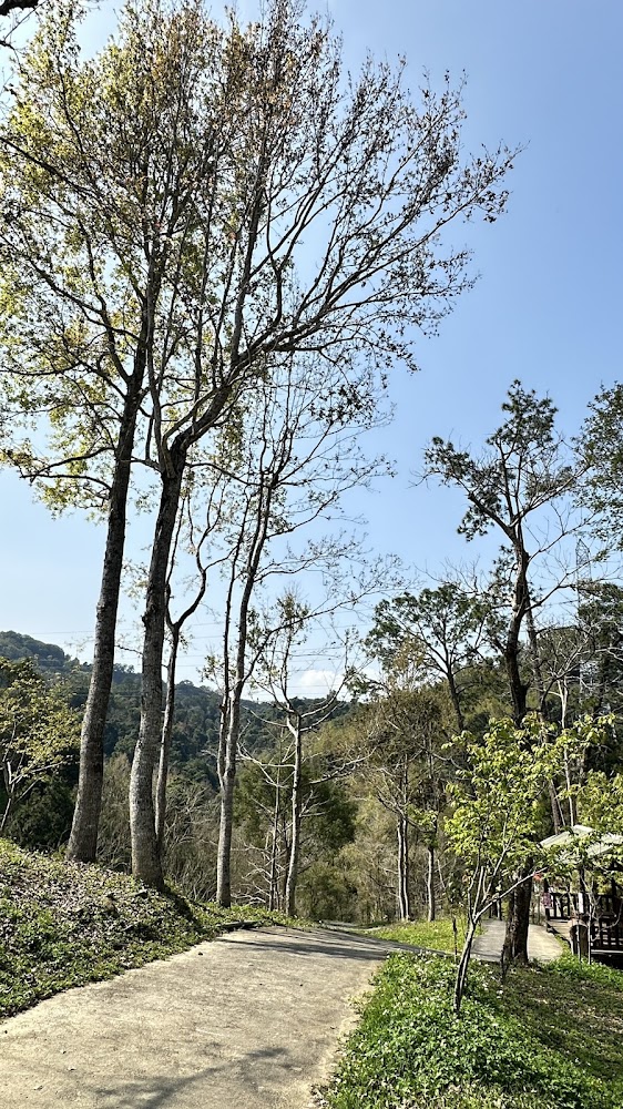蜿蜒小路穿過樹林,旁邊有木造涼亭