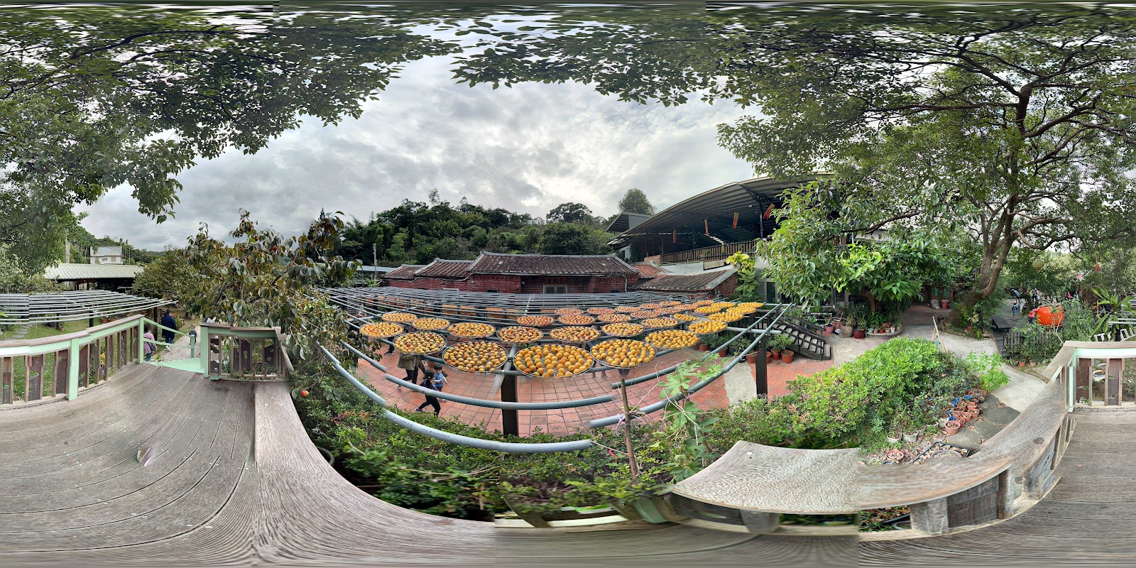 金漢柿餅農園傳統製作場景,農場環境