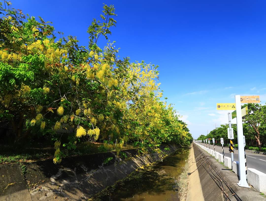 道路與灌溉水溝旁盛開黃色花朵的阿勃勒樹