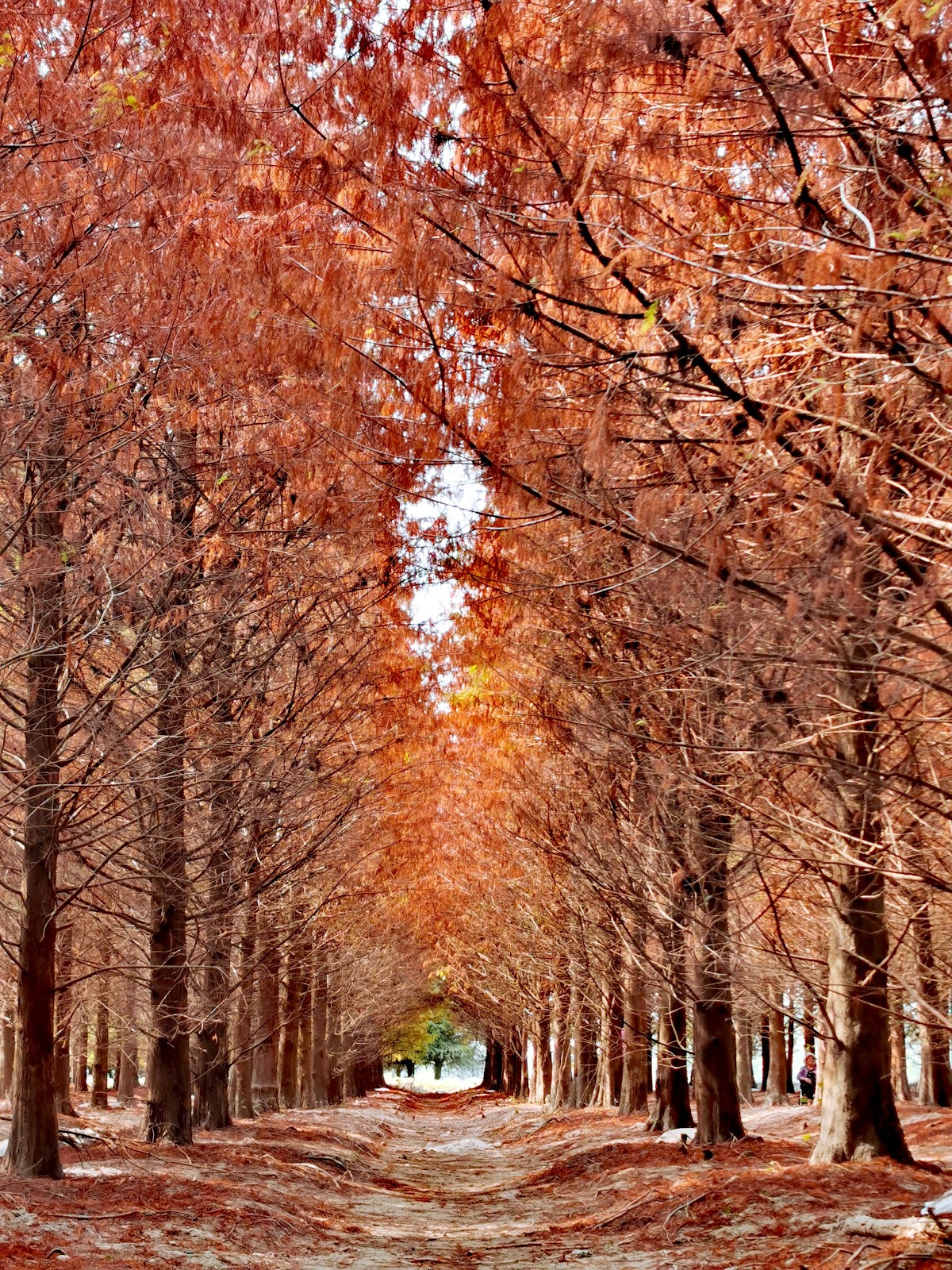 九芎村落羽松秘境橘紅色隧道 雲林林內一日遊