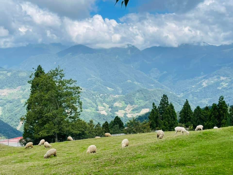 綠色草原上有多隻羊正在吃草，遠方可見山脈和樹林