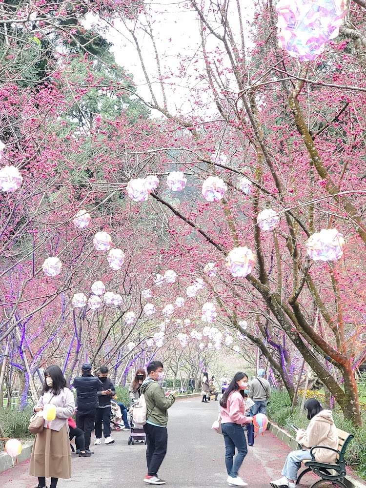 櫻花步道與遊客散步景象