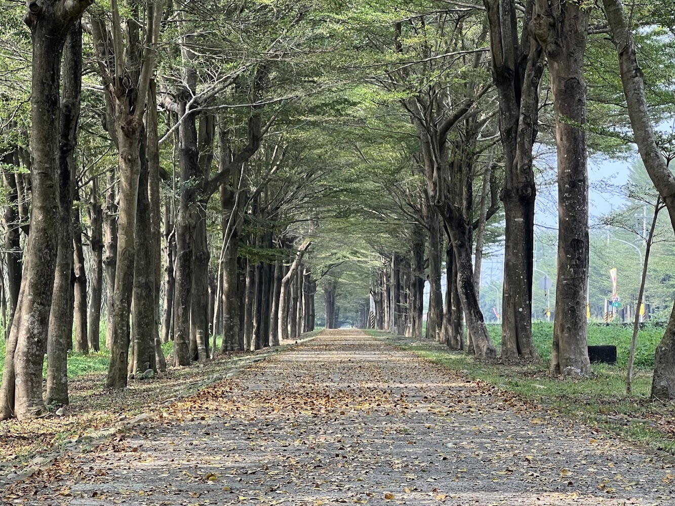 林後四林平地森林園區林蔭大道