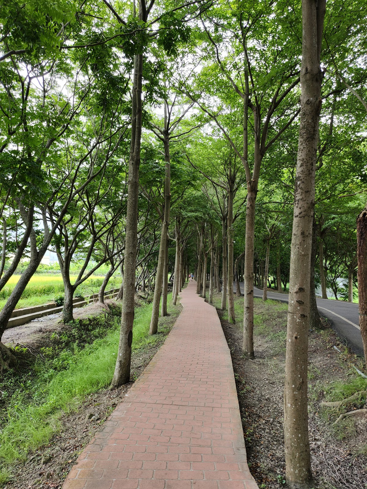 潭雅神綠園道樹林步道,自然光影綠意盎然