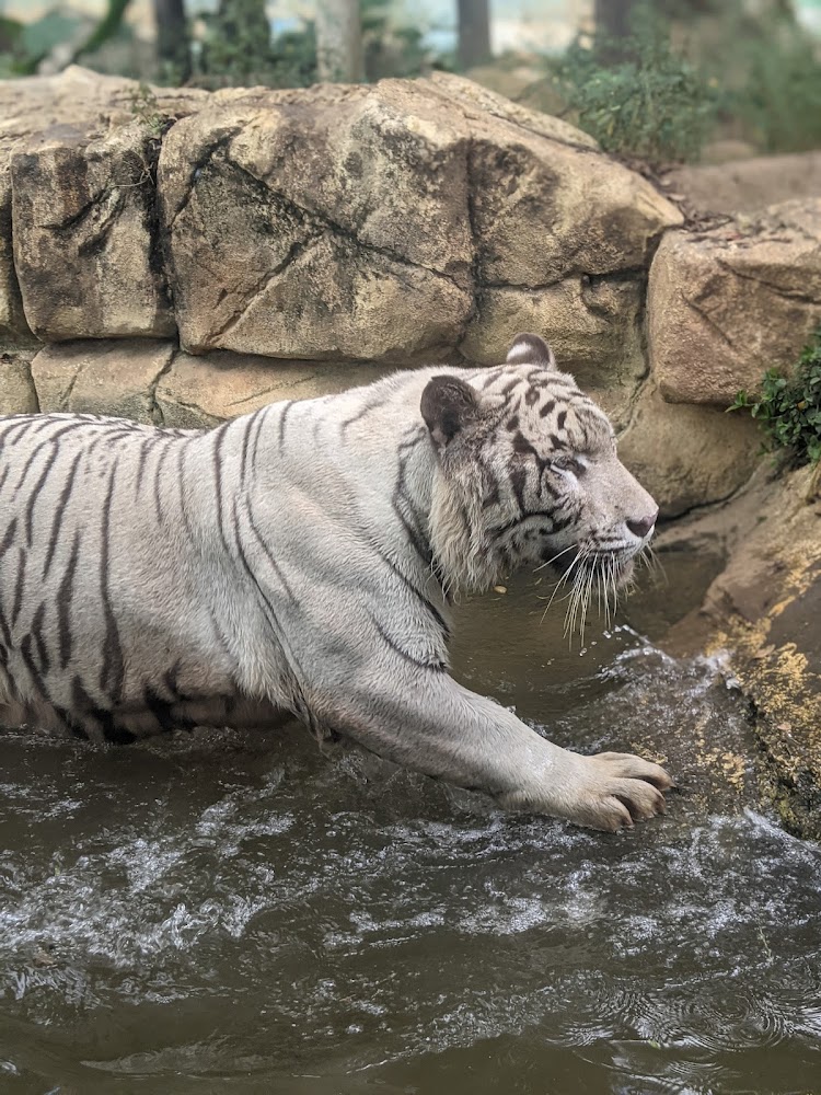 六福村野生動物王國白老虎涉水