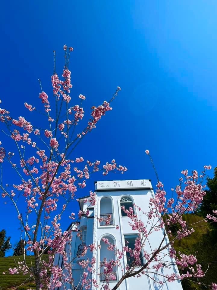 淵明居客棧外觀與櫻花盛開景色