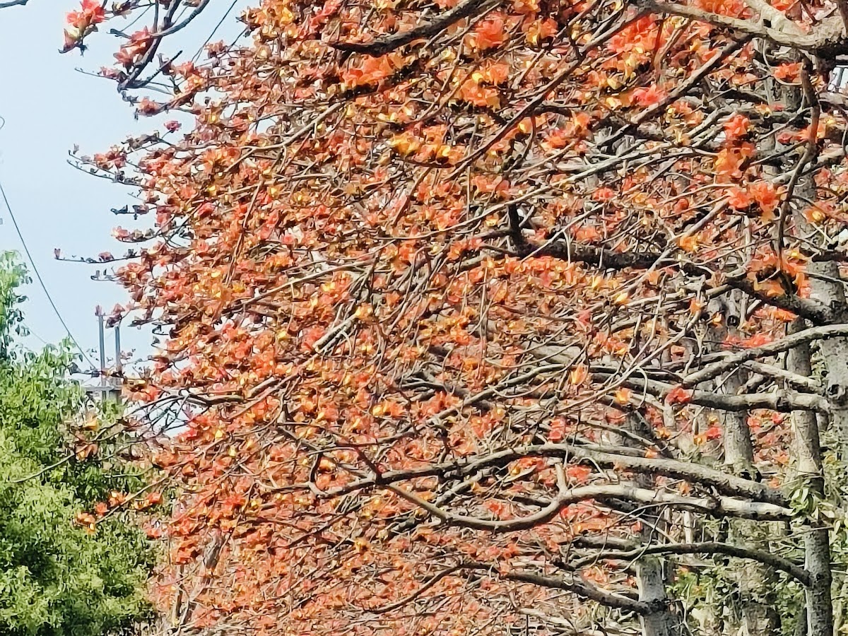 東螺溪木棉花道二林段，兩排木棉樹橙紅花朵盛開，形成花廊隧道，遊客漫步其間