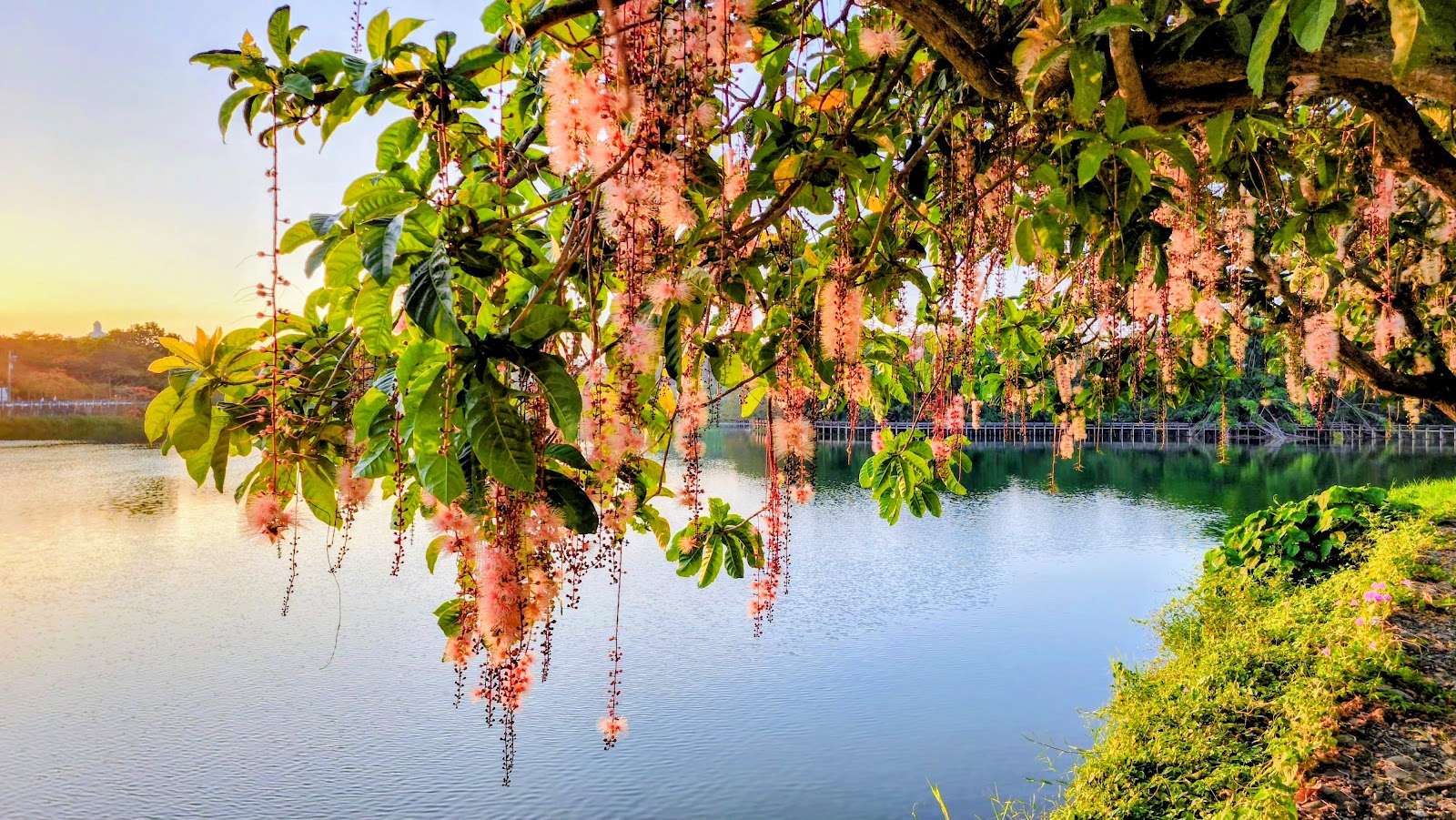 大潭埤旺萊公園夕陽湖景,垂掛粉紅花串映照波光粼粼湖面
