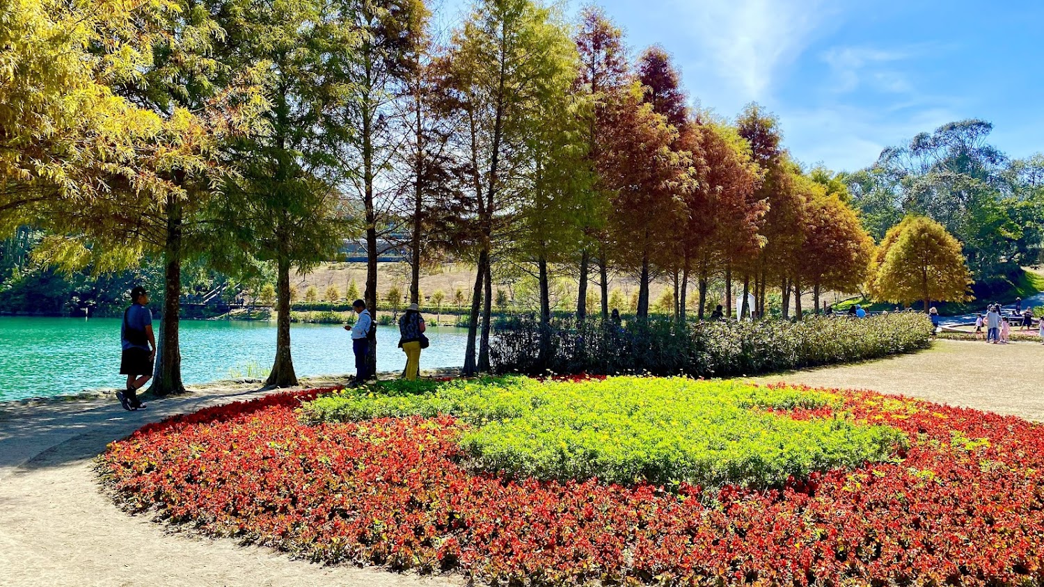 湖畔公園花圃與高大落羽松