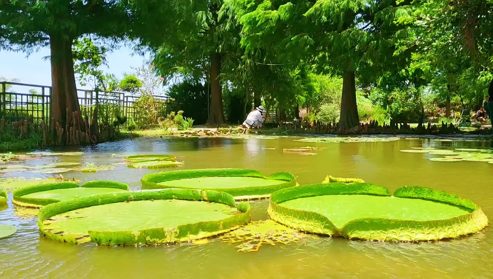 蓮荷園休閒農場大王蓮池塘全景，遊客觀賞拍照