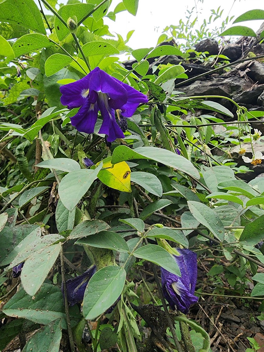 春日鄉石板旁盛開的深紫色野花,屏東山地自然生態