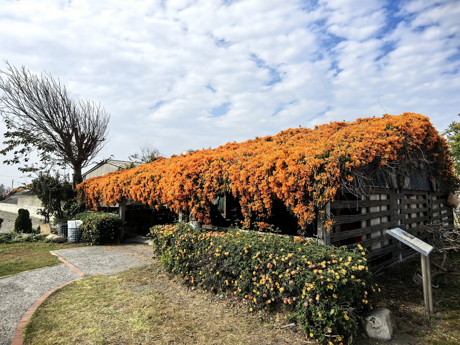 麥寮鎮東宮炮仗花牆廣角全景