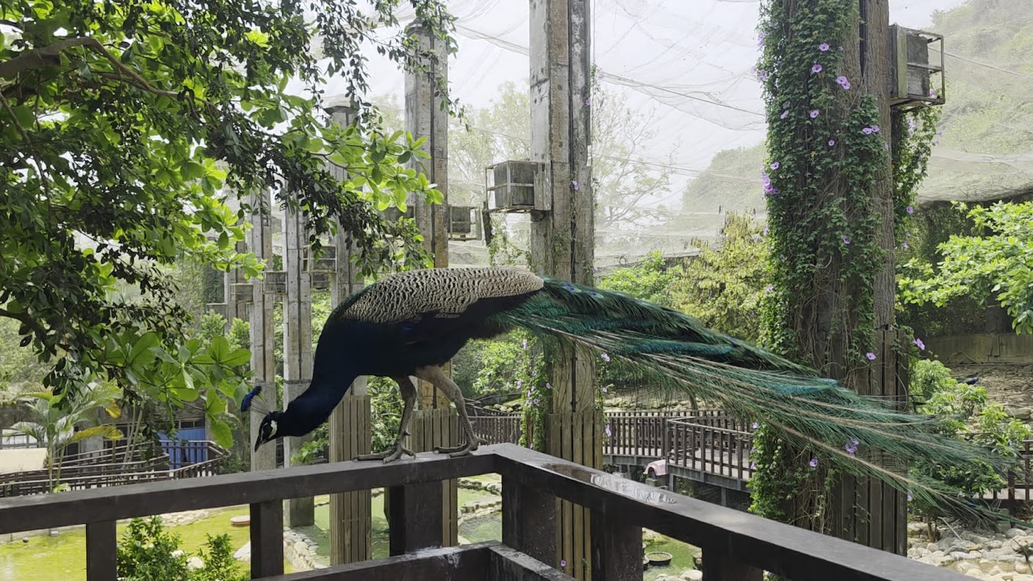 壽山動物園孔雀站在欄杆上