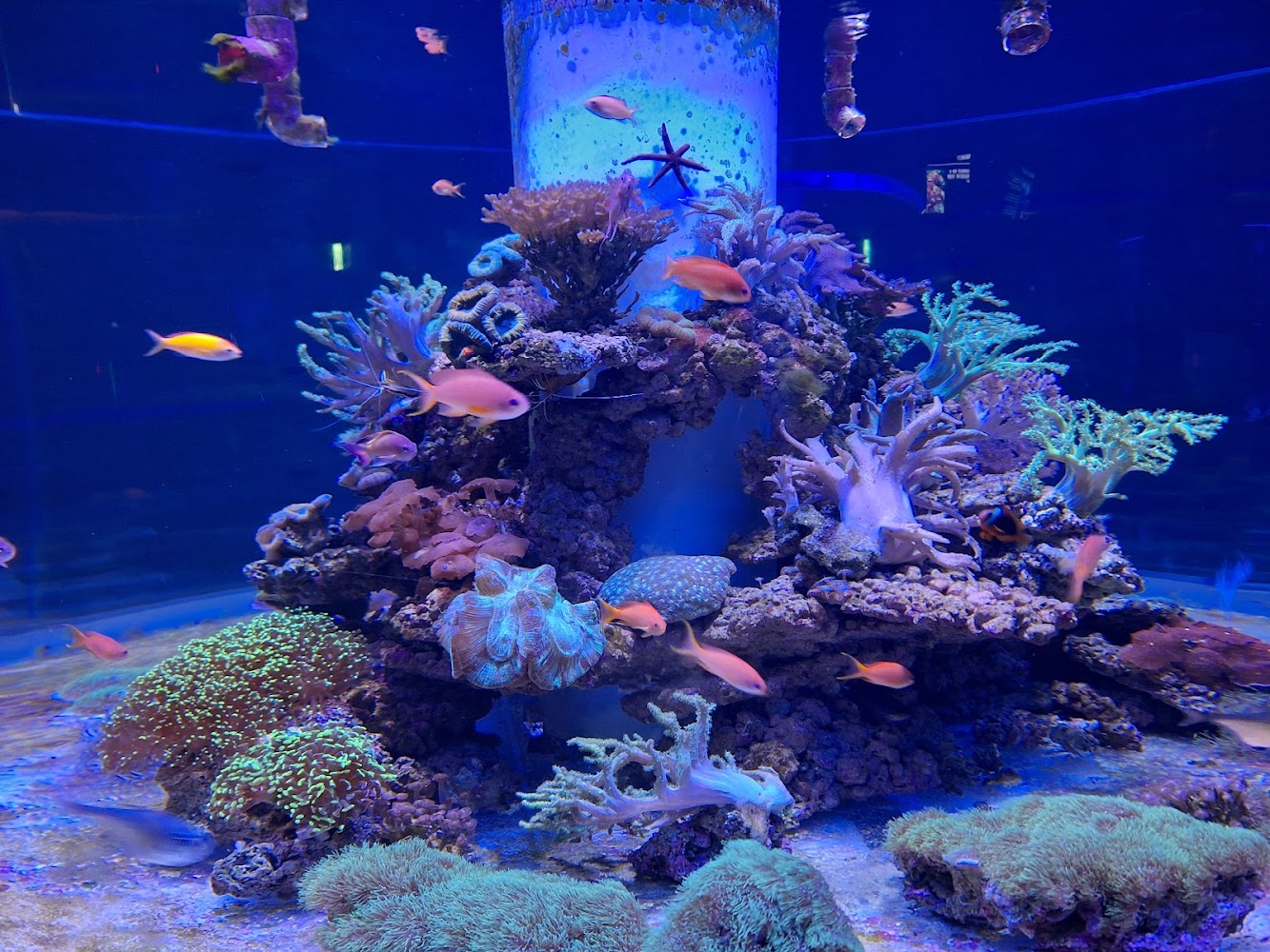 潮境智能海洋館珊瑚礁展示缸