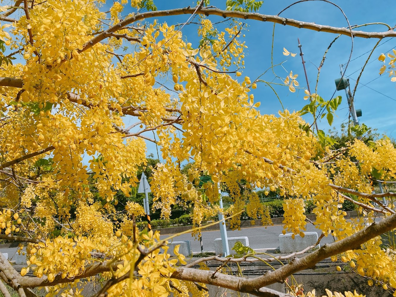 盛開著大量金黃色花朵的阿勃勒樹搭配藍天