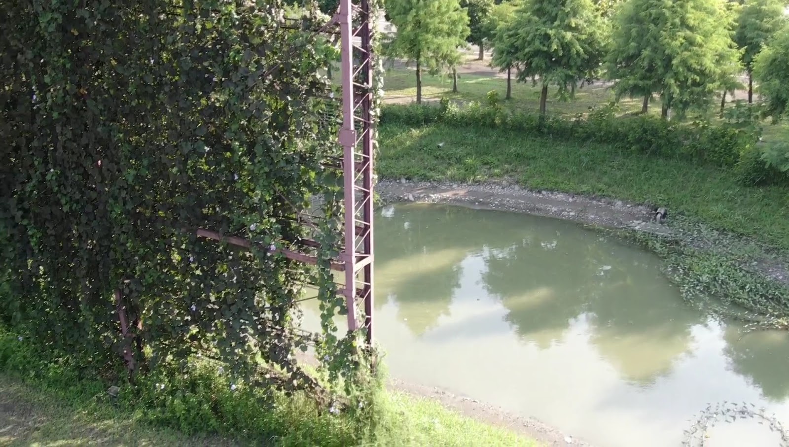 林內驛站藤蔓牆面小水塘日式老建築 雲林旅遊
