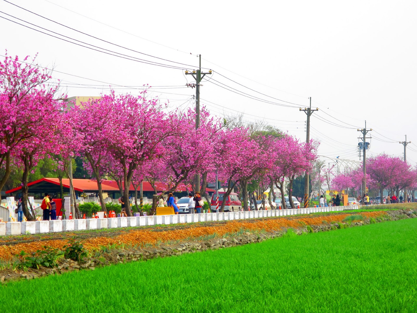 土庫羊蹄甲大道盛開全景，整排粉紅花樹配上綠色稻田，遊客駐足欣賞