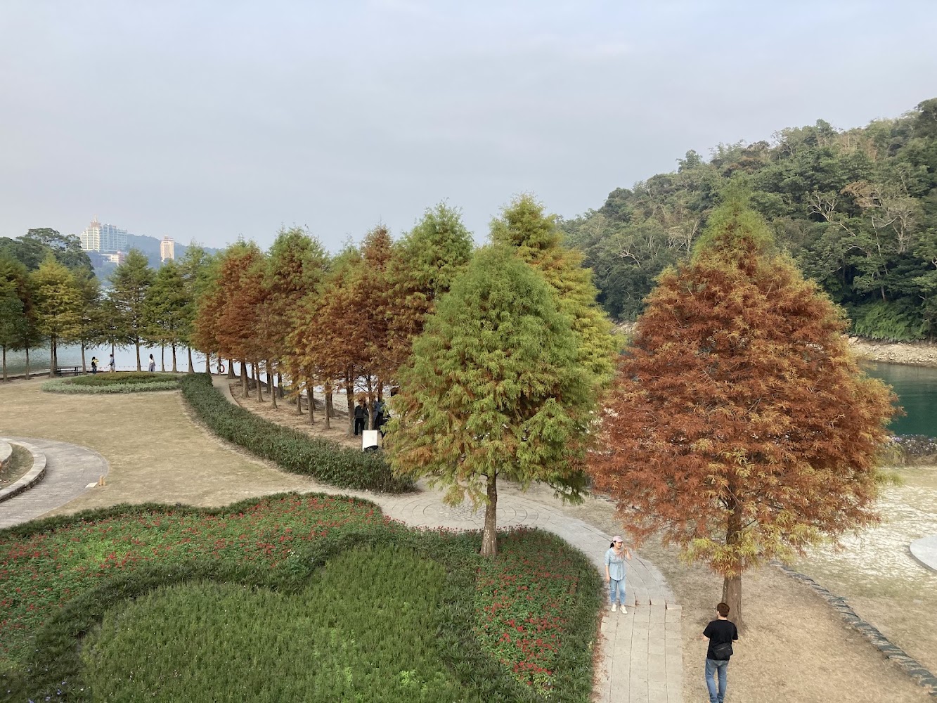 河邊草地花圃與變色落羽松
