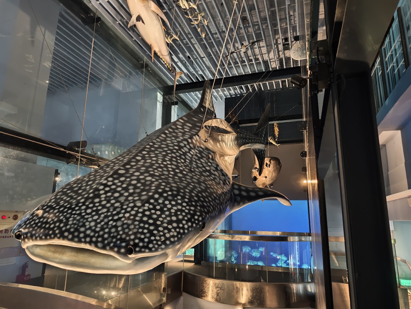 海洋科學廳巨大鯨鯊模型展示